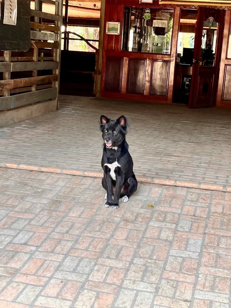 ホースファームの看板犬